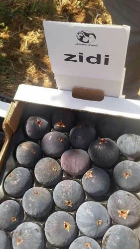 عقل تين الزيدي التونسي