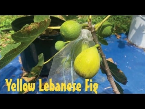 عقل تين لبناني أصفر