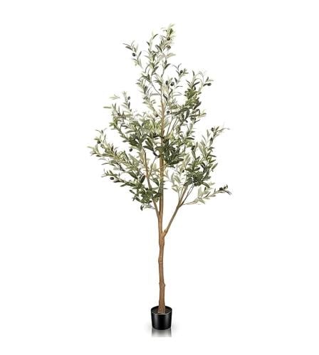 شجرة الزيتون 150 cm
