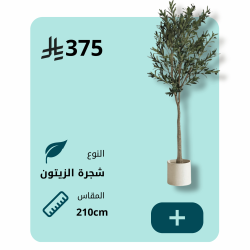 شجرة الزيتون 210 cm