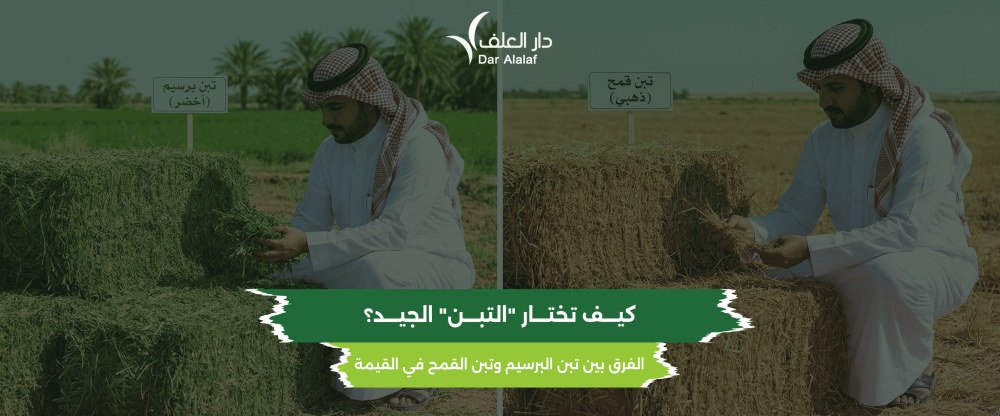 كيف تختار تبن البرسيم الجيد؟ الفرق بينه وبين تبن القمح