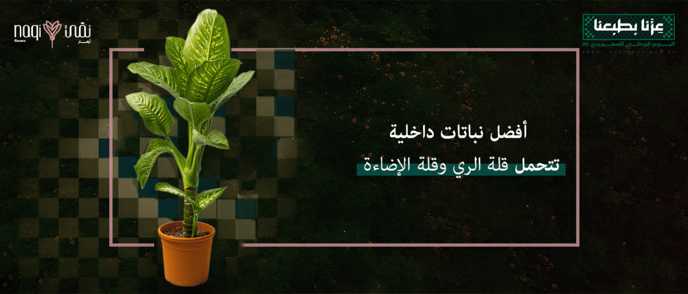 أفضل نباتات داخلية - أزهار نقي