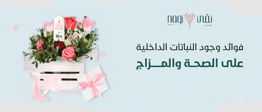 النباتات الداخلية - أزهار نقي
