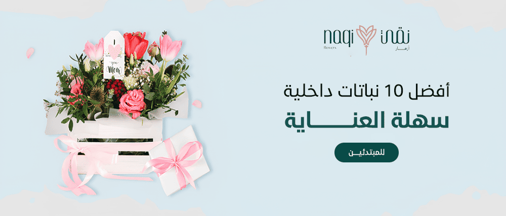 نباتات داخلية سهلة العناية - أزهار نقي