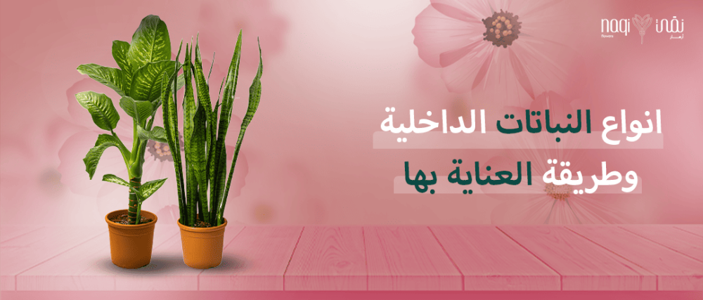 انواع النباتات الداخلية وطريقة العناية بها - أزهار نقي