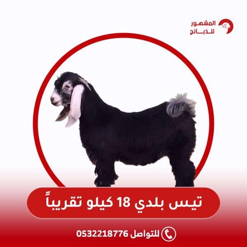 تيس بلدي 18 كيلو تقريباً