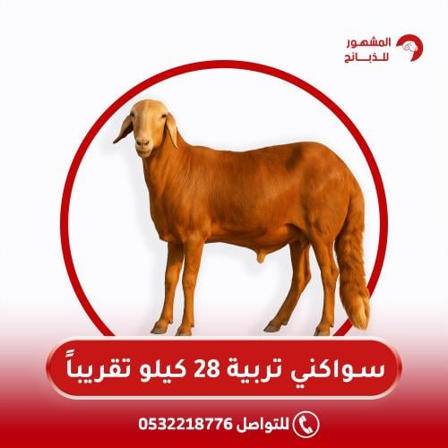 سواكني تربية 28 كيلو تقريباً