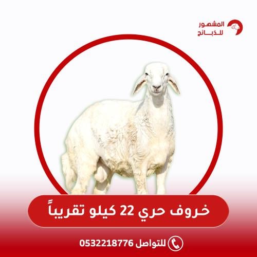 خروف حري الوزن 22 كيلو تقريباً