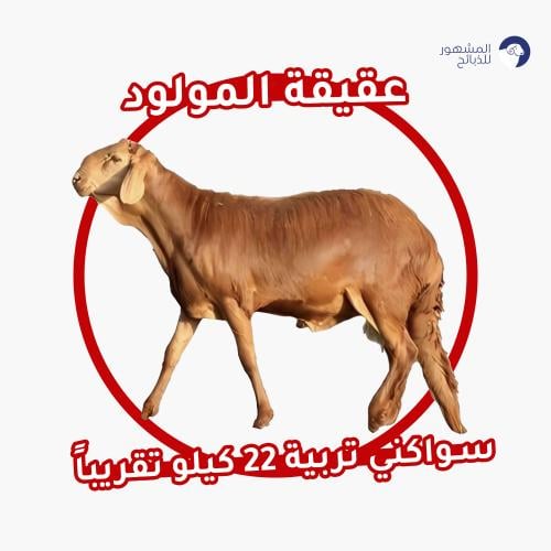 عقيقة سواكني تربية الوزن 22 كيلو تقريباً