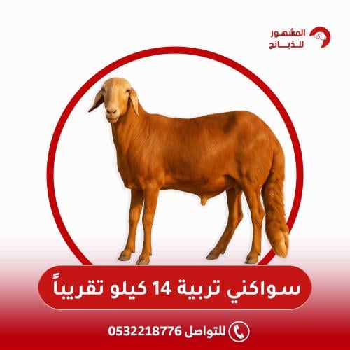سواكني تربية 14 كيلو تقريباً
