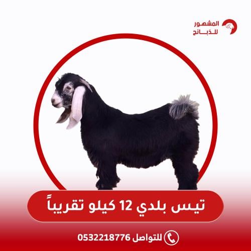 تيس بلدي 12 كيلو تقريباً