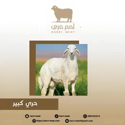 حري 7 شهور