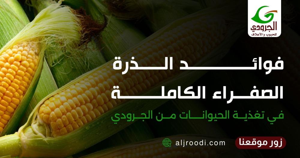 فوائد الذرة الصفراء الكاملة في تغذية الحيوانات من الجرودي