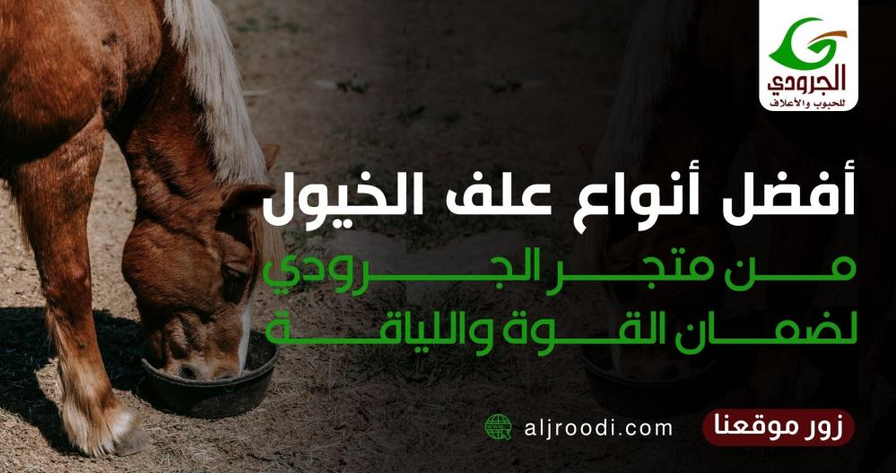 أفضل أنواع علف الخيول من متجر الجرودي لضمان القوة واللياقة