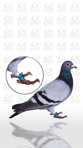 Hujul Pigeon 100 Pieces
