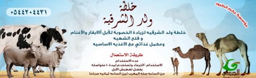 Eastern Boy Mix No. 5