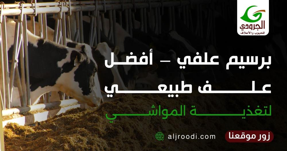 برسيم علفي – أفضل علف طبيعي لتغذية المواشي