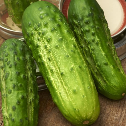 خيار بوستن | Boston cucumber