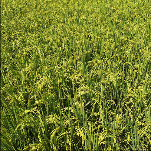 لوحات فنية جدارية المناظر الطبيعية مزرعة الارز