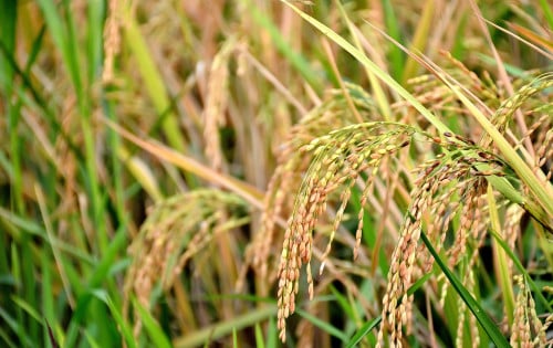 لوحات فنية جدارية المناظر الطبيعية شجرة الارز