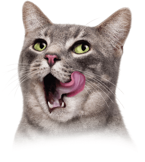 خدمات  القطط