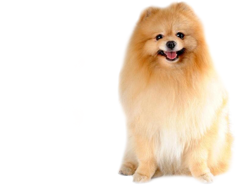 خدمات الكلاب