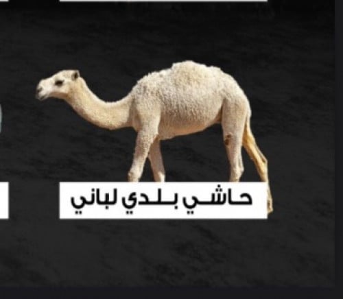 كبدة حاشي لباني بلدي
