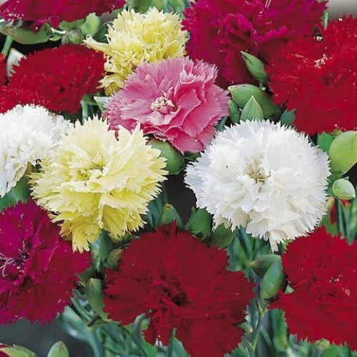 بذور زهرة القرنفل‬( Dianthus caryophyllus ) ‫