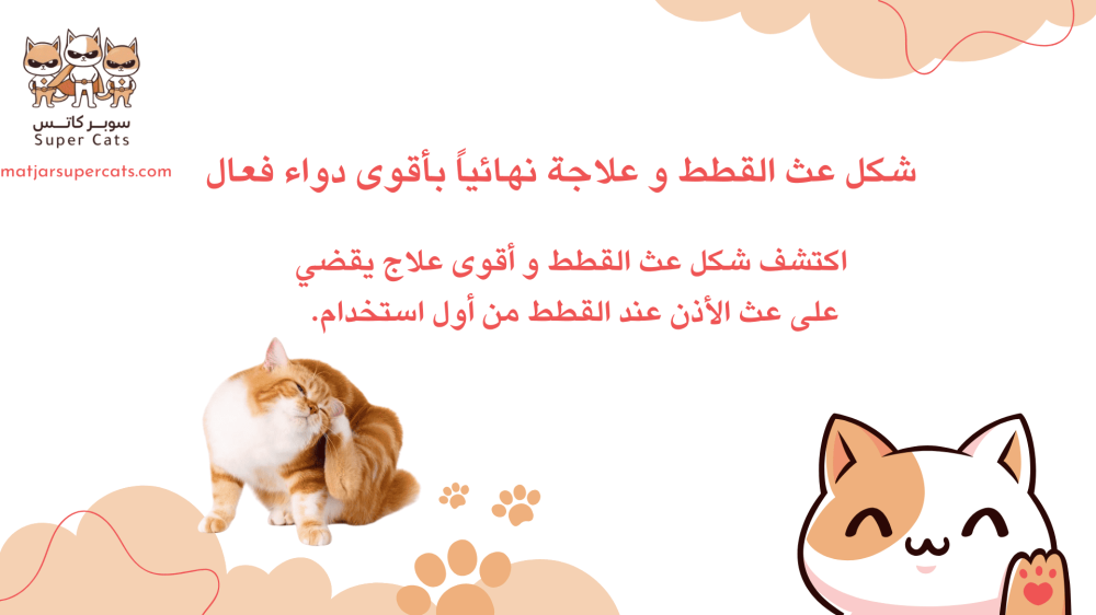 شكل عث القطط و علاجة نهائياً بأقوى دواء فعال