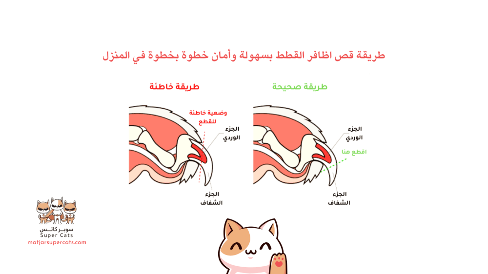 طريقة قص اظافر القطط
