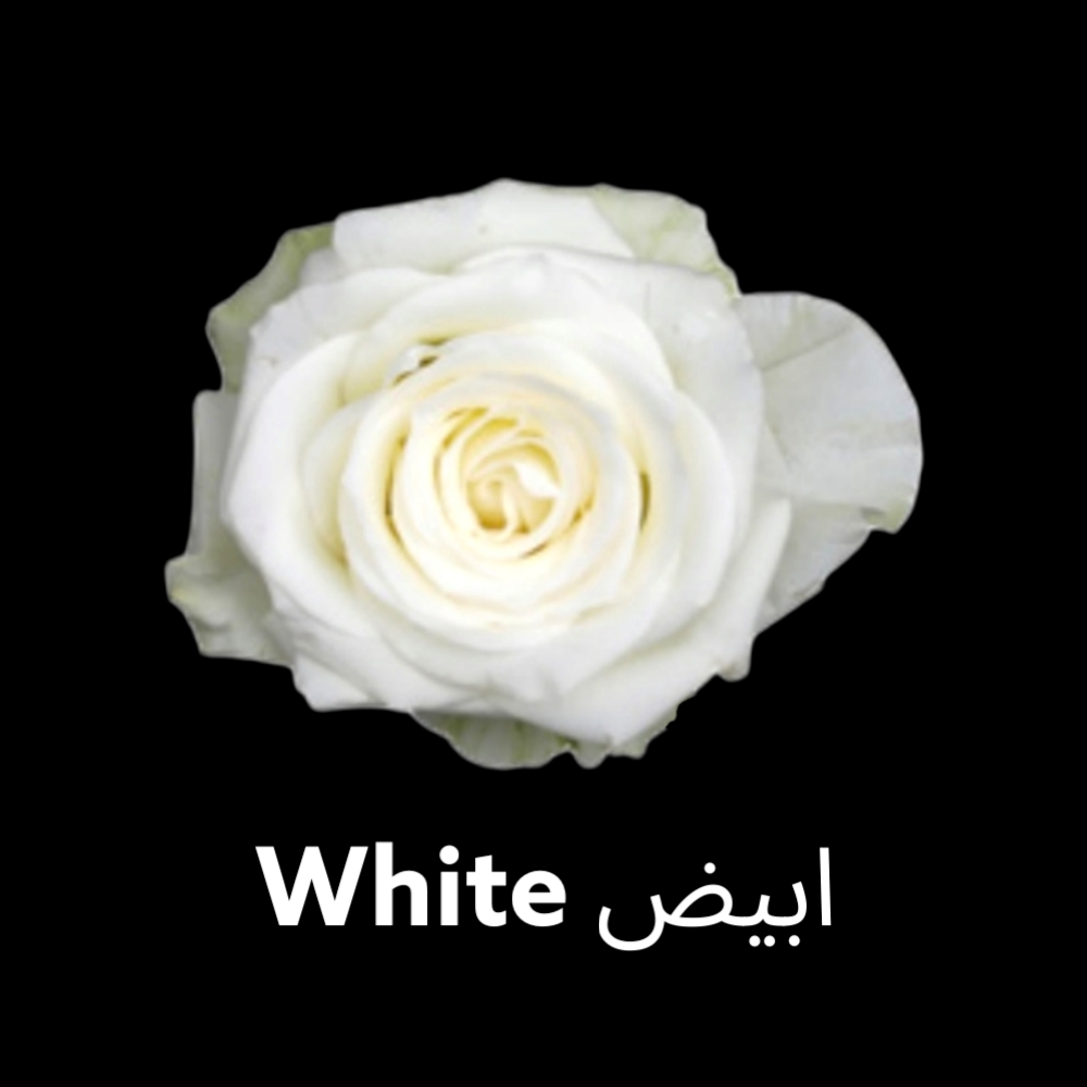 ابيض  White