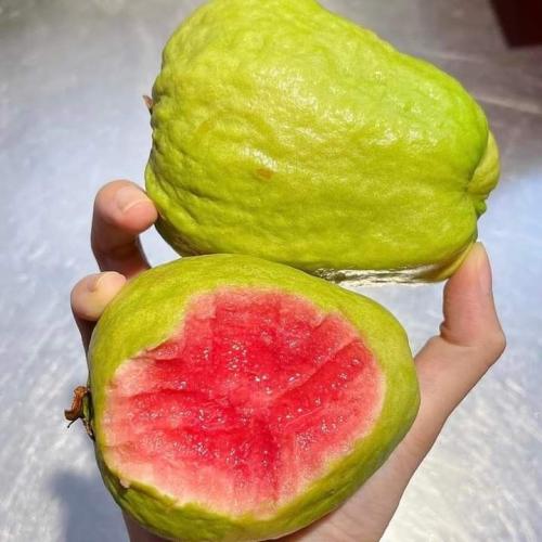 شتلات جوافه روبي تايلندي احمر