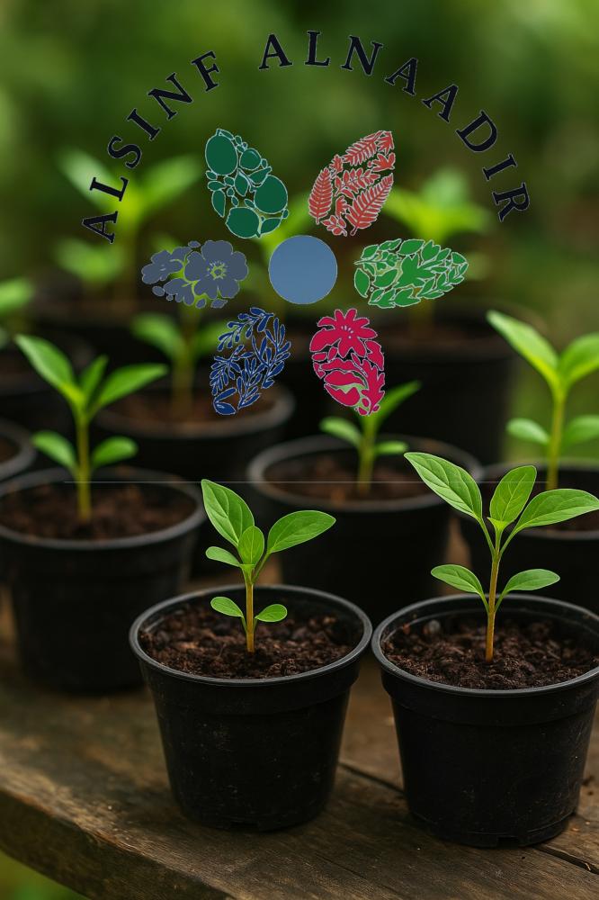 أفضل طرق العناية بالشتلات الزراعية في المنزل لضمان نمو صحي وسريع