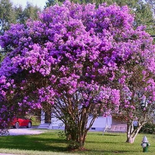شتلات تمر حنا فرنسي بنفسجي