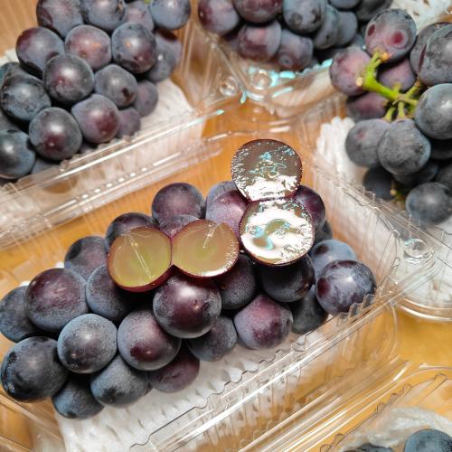 شتلات عنب كيوهو الياباني Kyoho Grapes