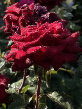 جوري مخملي