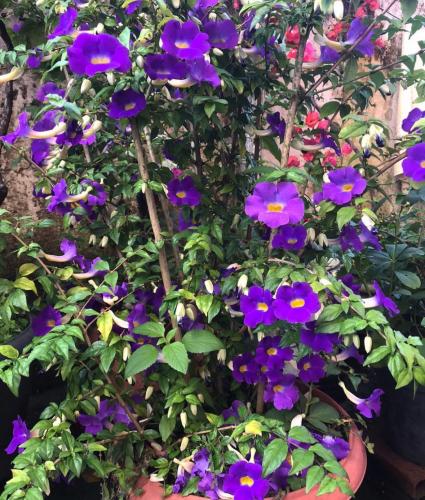 شتلات متسلقة عباءة الملك Thunbergia erecta