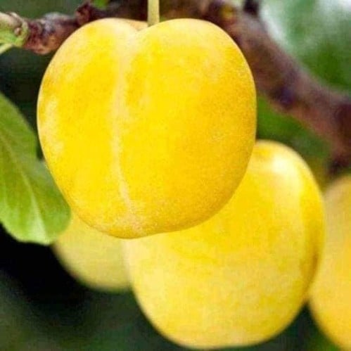 شتلات بخاره اصفر شيرو