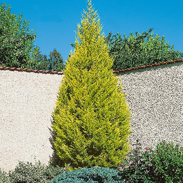 سرو عطري قولد ستار