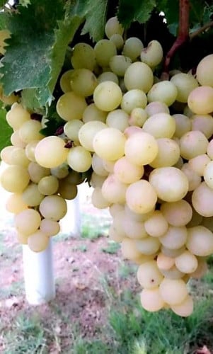 عنب طائفي