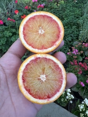شتلات برتقال ابو دمه كبير 3 سنوات مركن ٢٨ عمر ٣ سن...