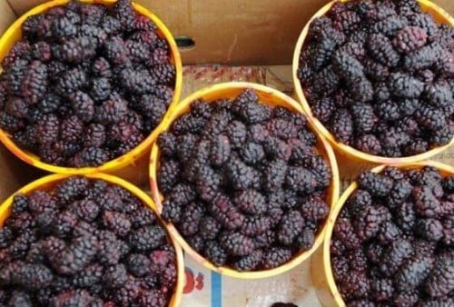 شتلات توت طائفي