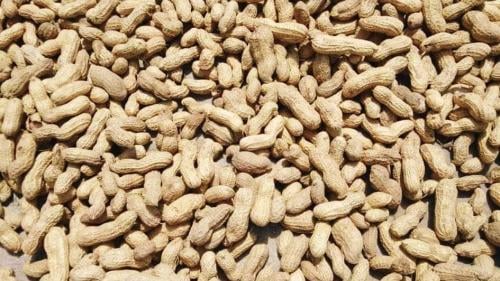 فول سوداني