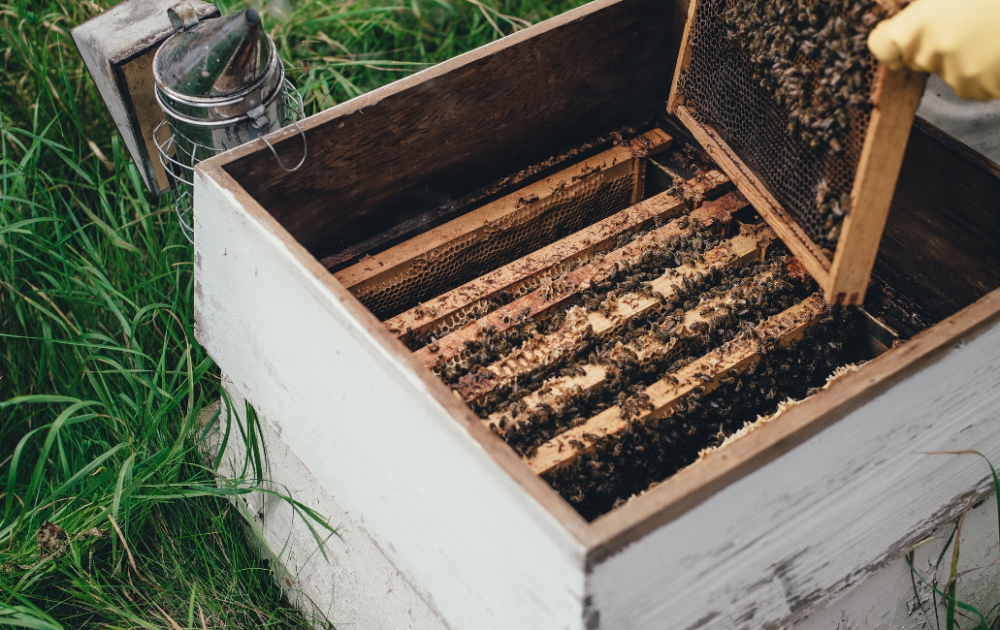 أفضل عسل لزيادة الوزن