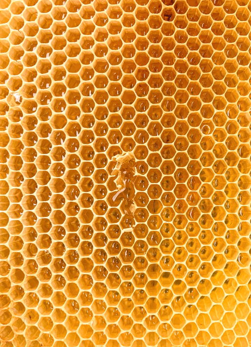 السر الخفي للعسل الملكي