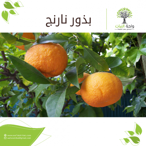 بذور نارنج (بذرتين)