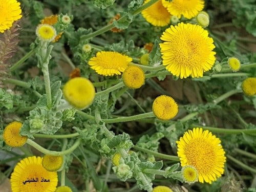 عرار 200 بذرة pulicaria