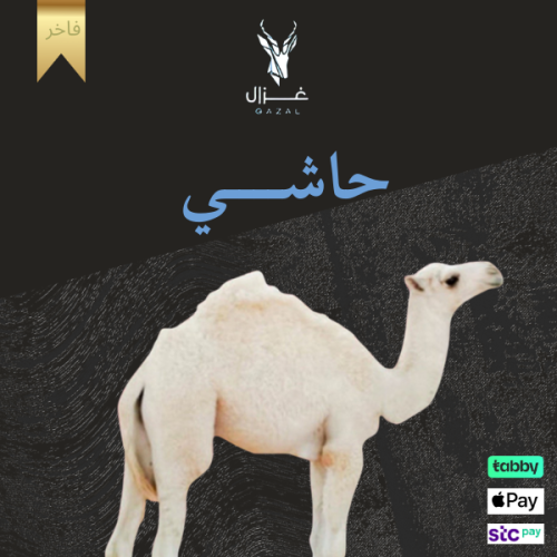 ربع حاشي لباني (18كيلو)