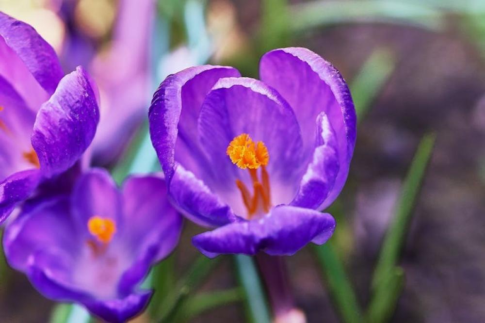 Benefits of saffron flower and products that contain it