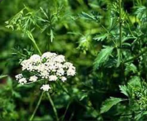 بذور ينسون 87